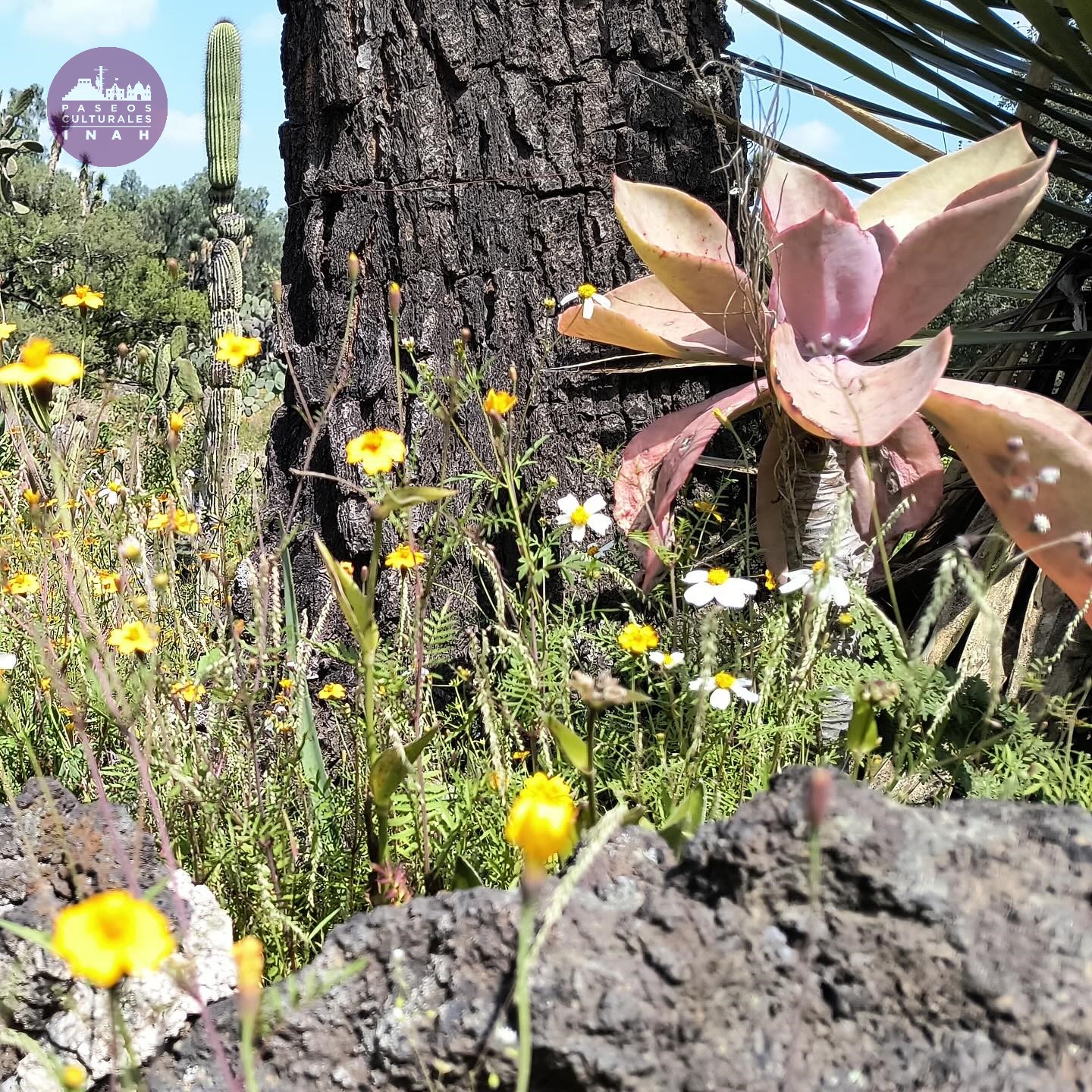 Un recorrido por los ecosistemas de México. Jardín Botánico de Ciudad Universitaria