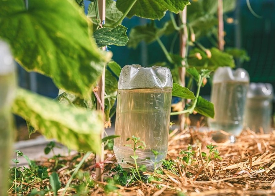 Agüita lenta, plantita contenta