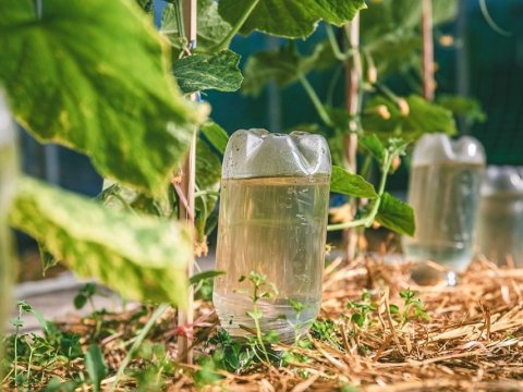 Agüita lenta, plantita contenta