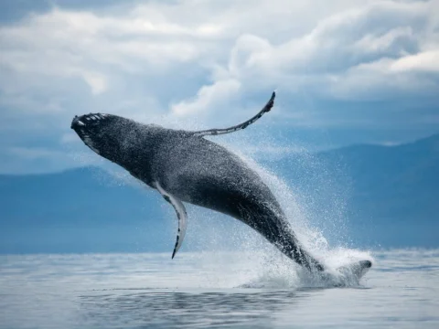 Día mundial de las ballenas y delfines