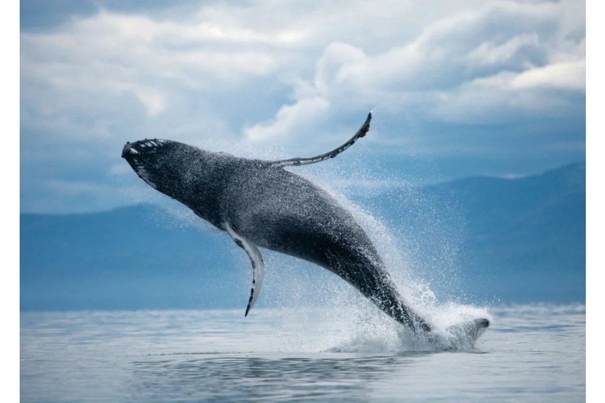 Día mundial de las ballenas y delfines
