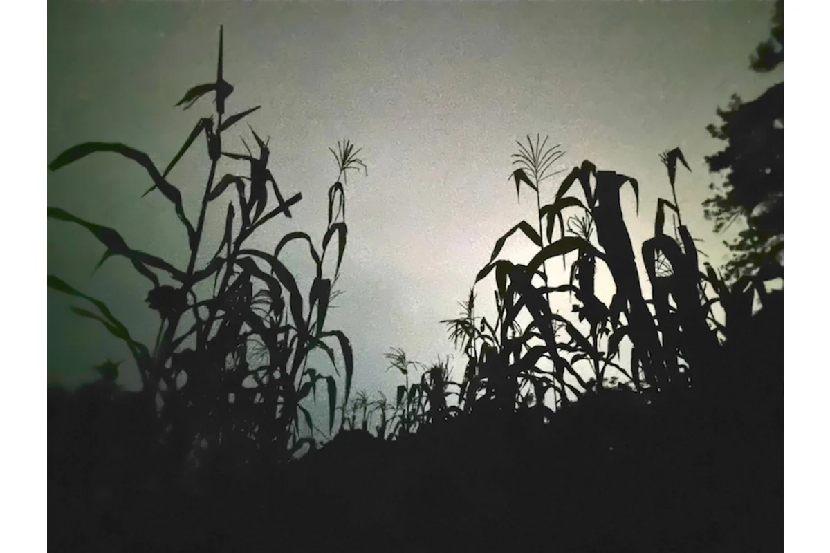 Bitácora de una oyente de la milpa de Gabriela Galván