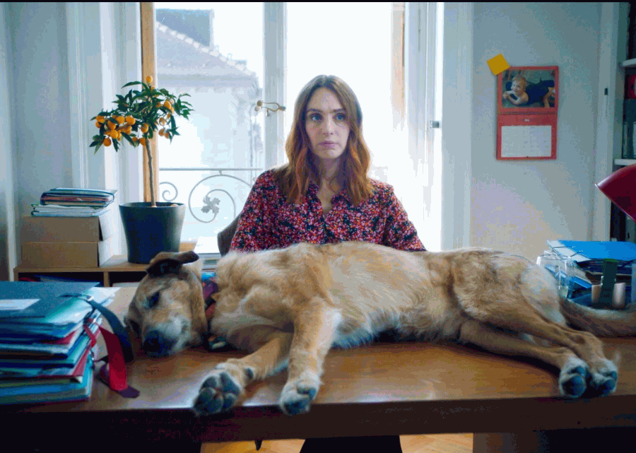 El juicio de un perro