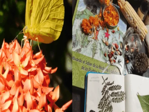 Bitácora botánica de plantas medicinales y otros bichos