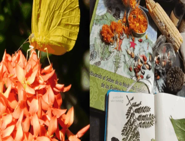 Bitácora botánica de plantas medicinales y otros bichos