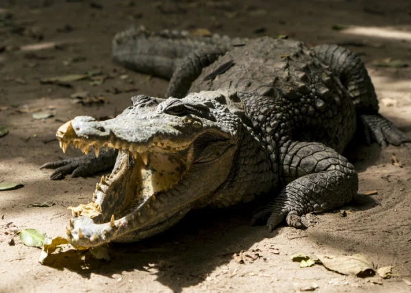 Convocatoria La evolución de los cocodrilos