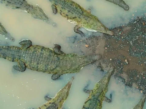 Crocodylia: Los Cocodrilos del mundo