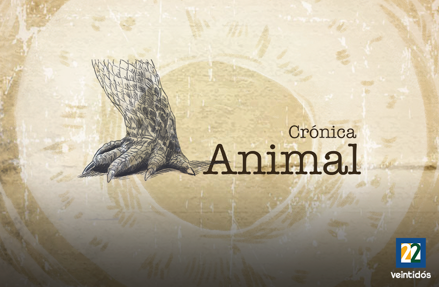 Crónica animal