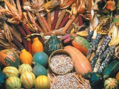 Domesticación de plantas y alimentación en Mesoamérica
