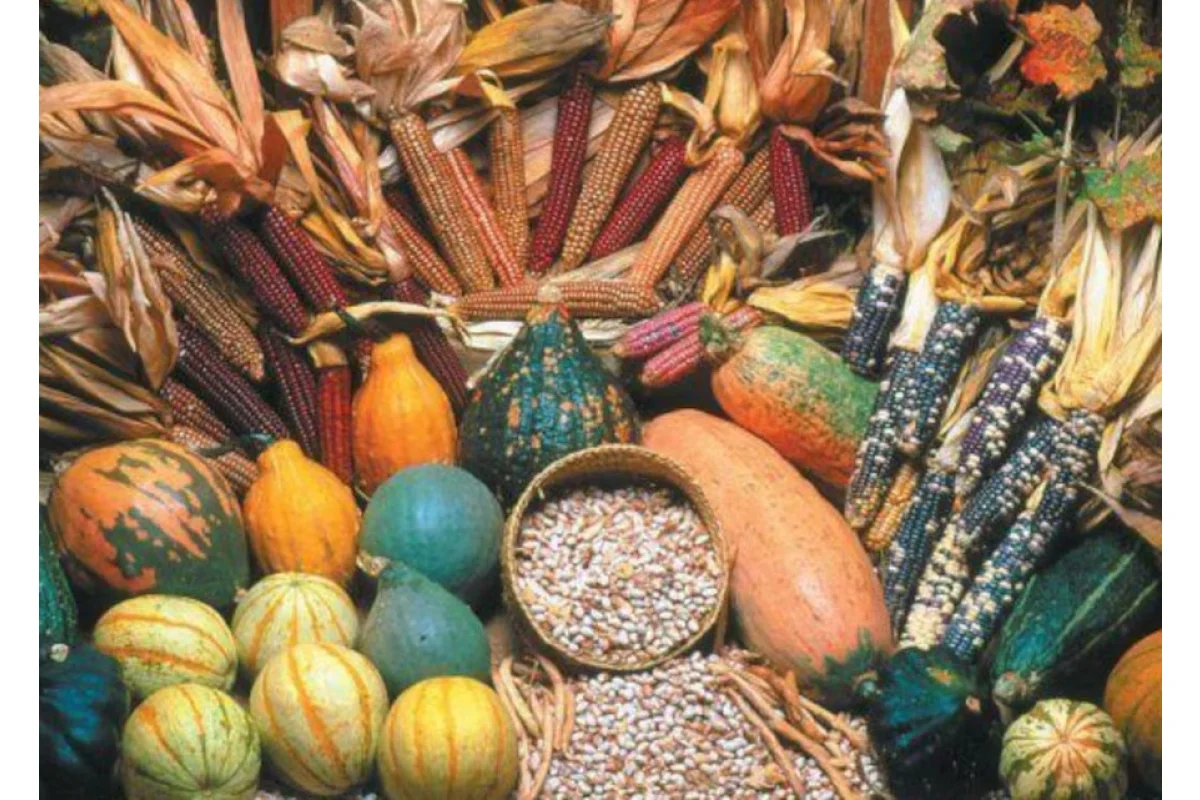 Domesticación de plantas y alimentación en Mesoamérica