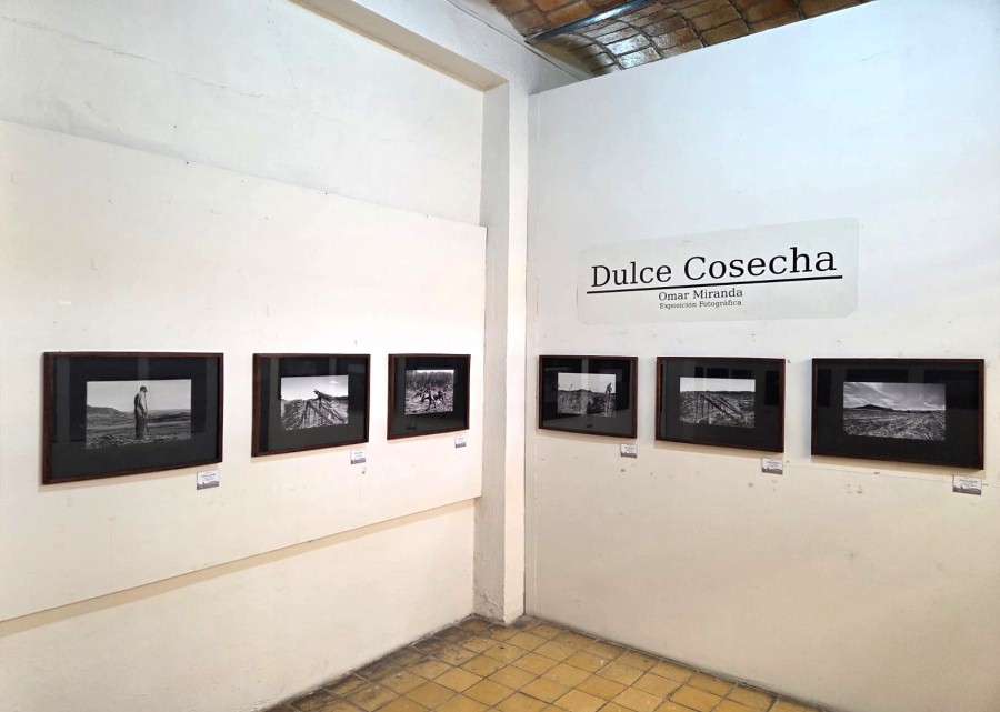 Dulce cosecha