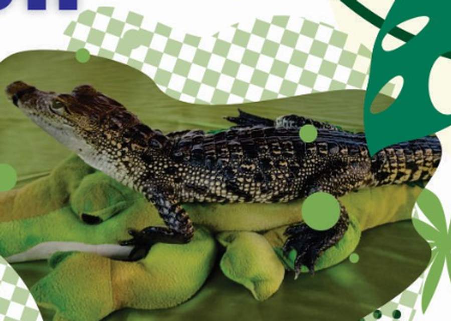 Exhibición de reptiles: El museo viviente