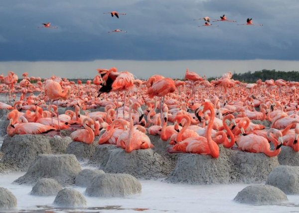 Convocatoria Flamingos, la vida después del meteorito