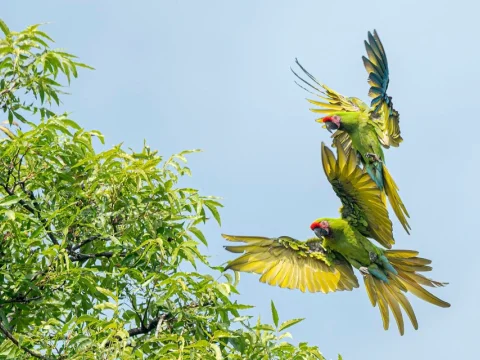Aves del alto balsas