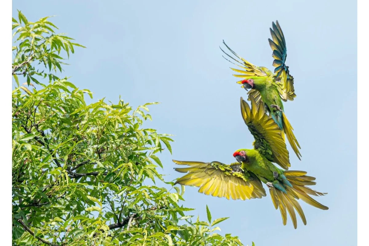Aves del alto balsas