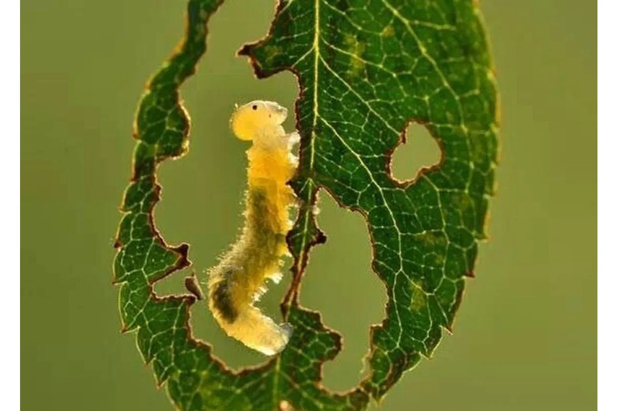 La oruga glotona