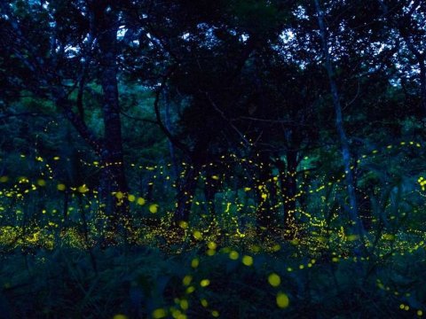 La extraña desaparición de las luciérnagas