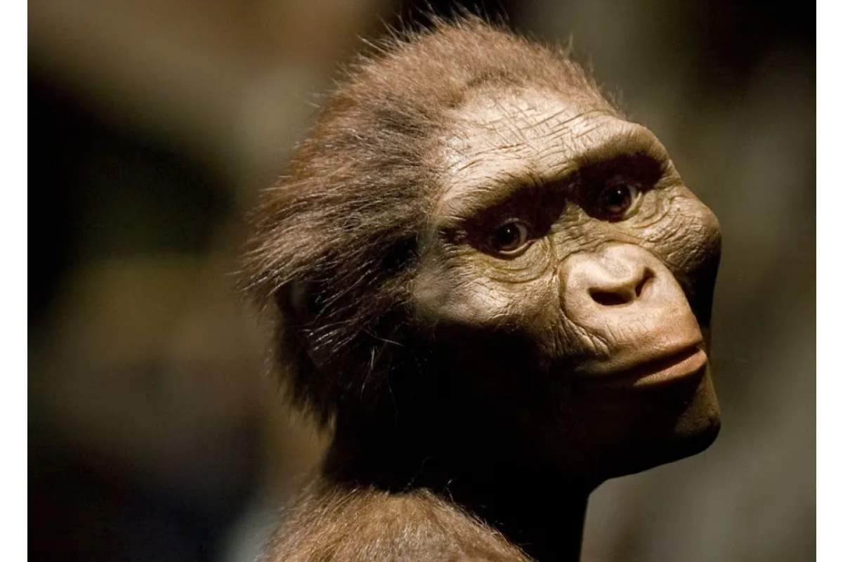 ¿Quién es lucy? La evolución humana
