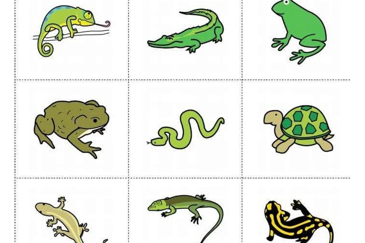 Memorama de reptiles y anfibios