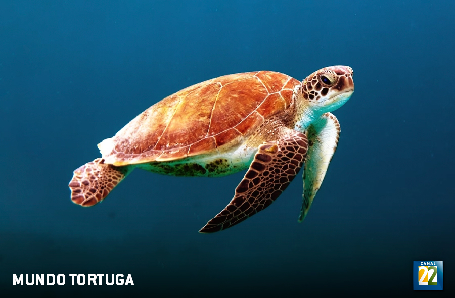Mundo tortuga