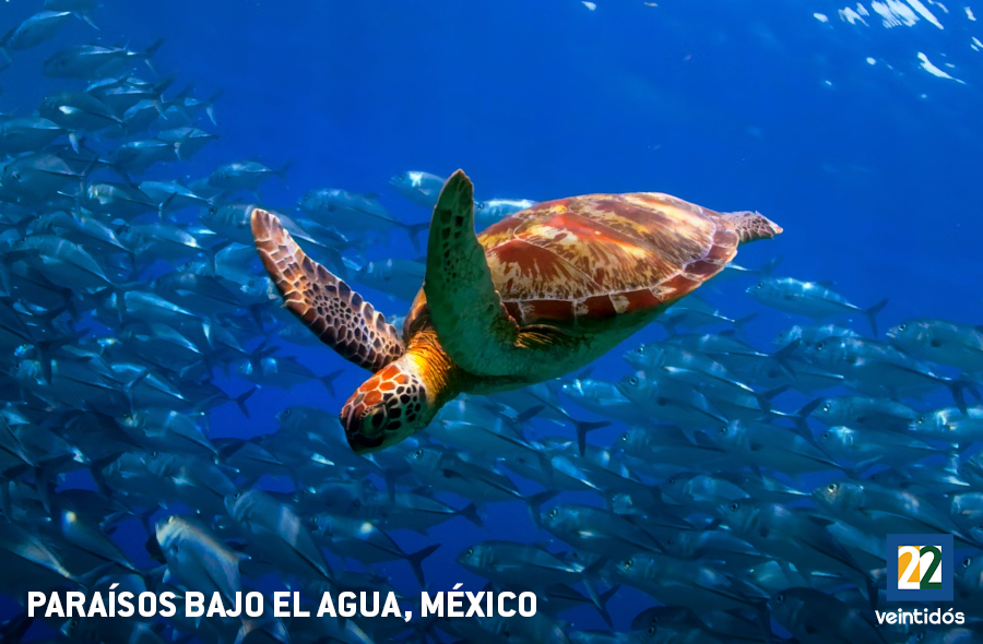 Paraísos bajo el agua