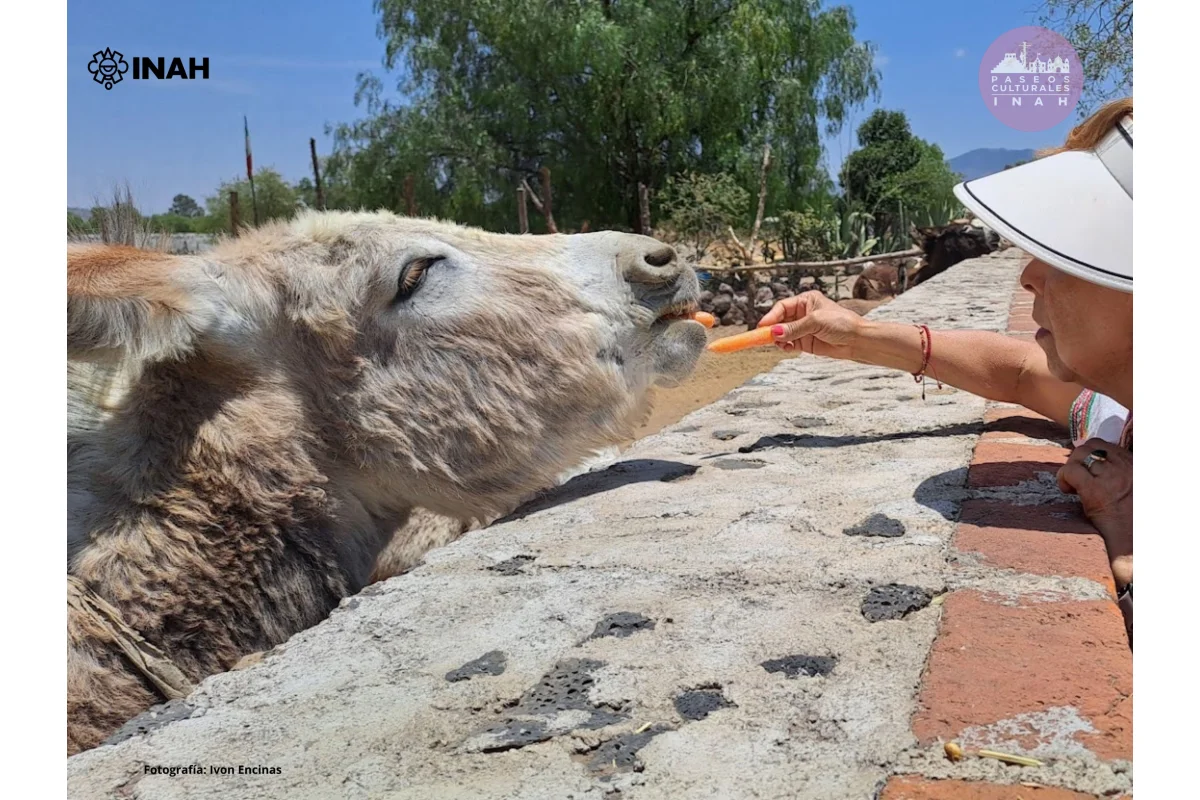 Los Burritos de Otumba: Nobles Rostros de un Pueblo Mágico Mexiquense