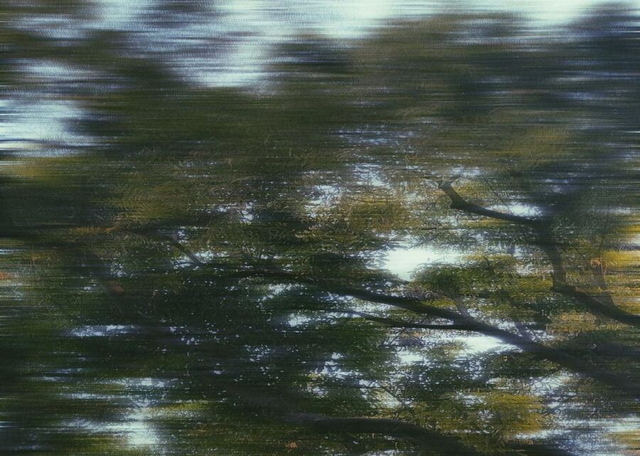 Raíces del cielo