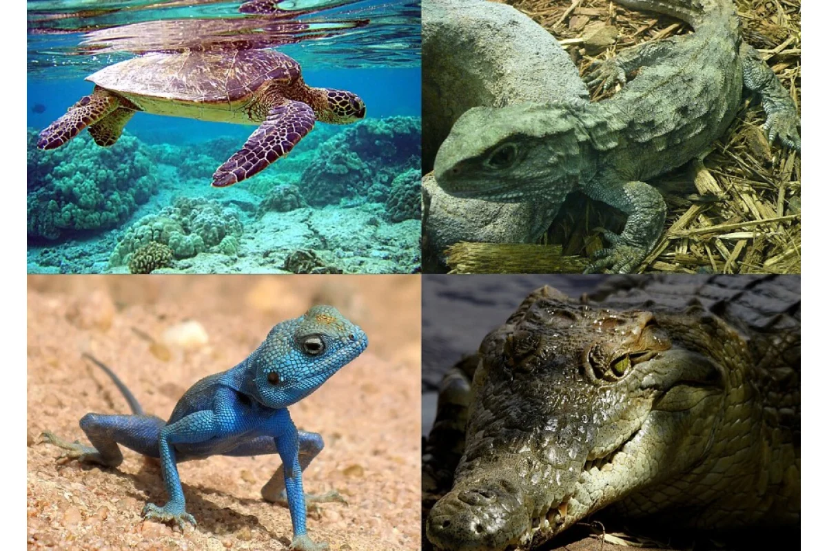 Reptiles no tan terribles