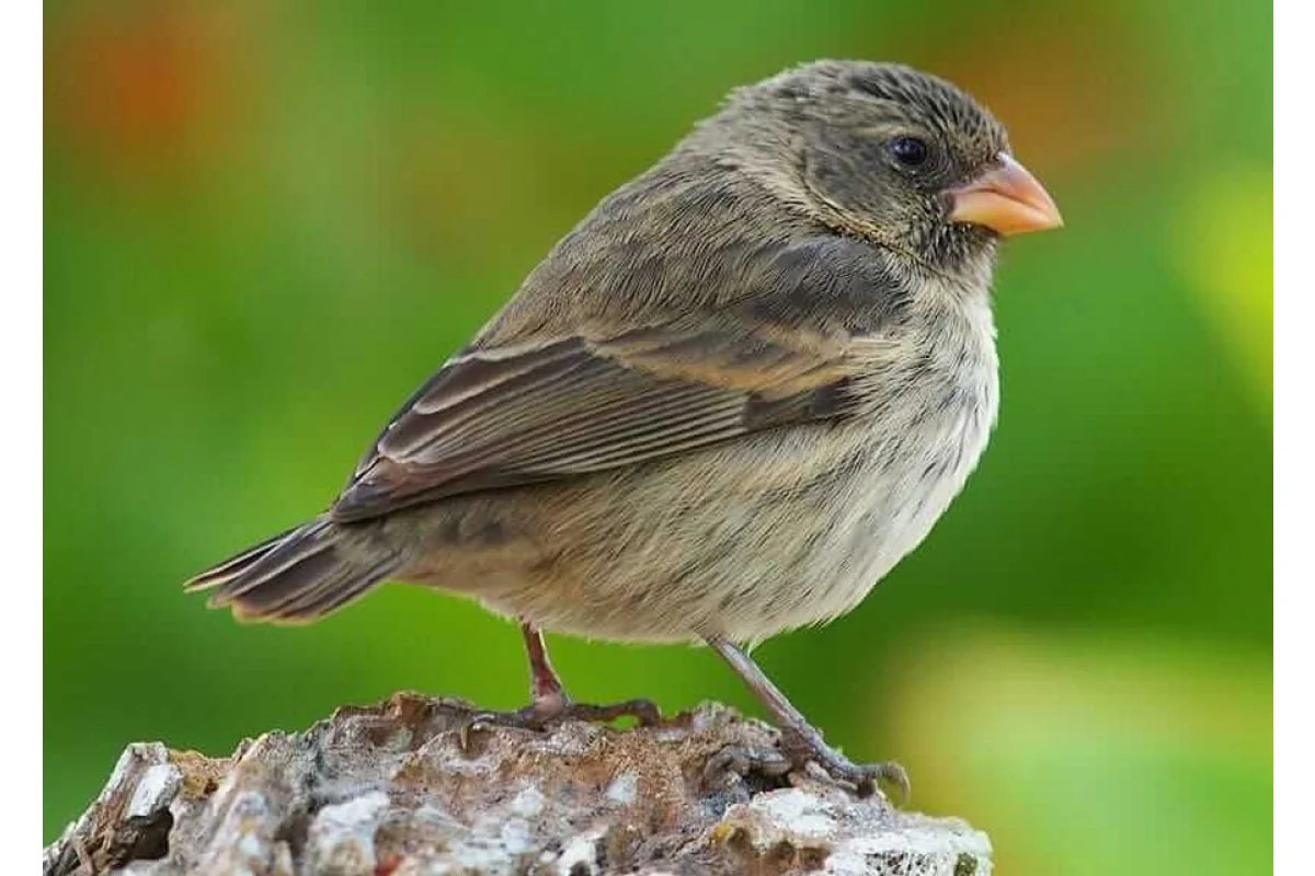 Conociendo los pinzones de Darwin