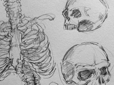Dibujo anatómico desde cero
