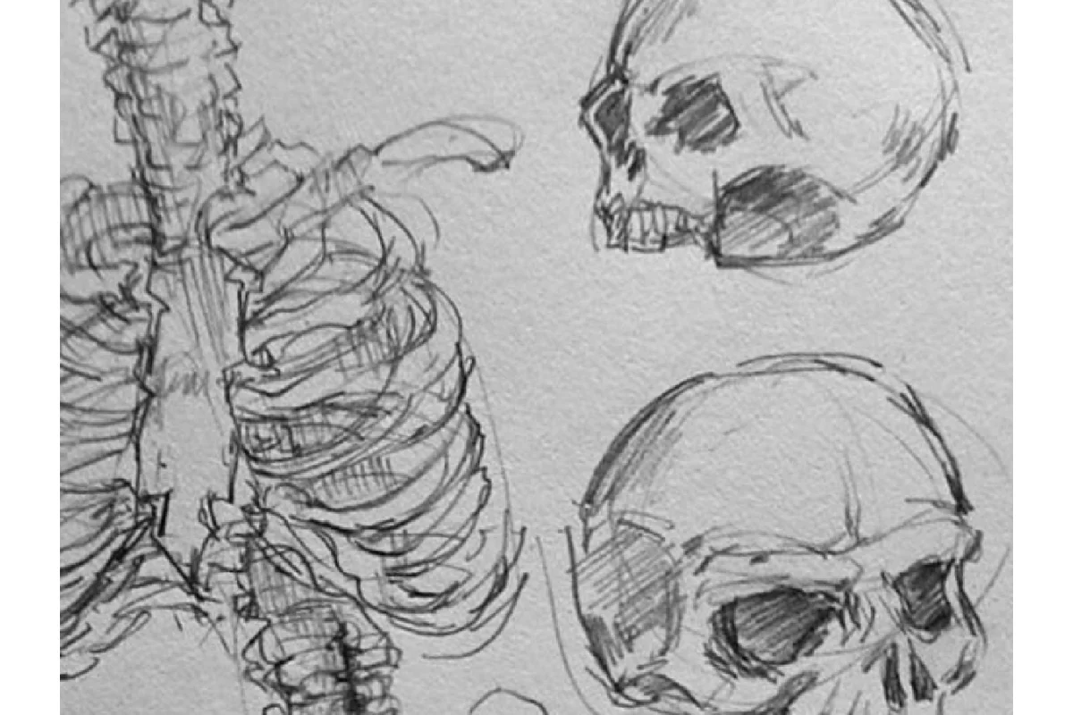 Dibujo anatómico desde cero