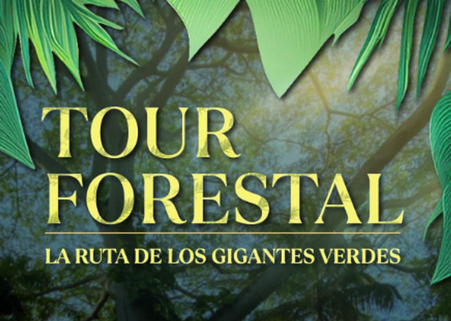 Tour forestal: La ruta de los gigantes
