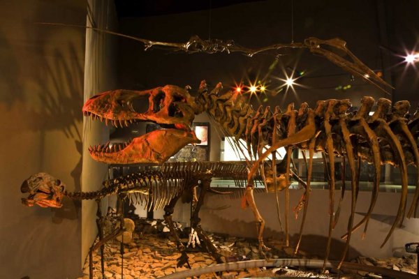 Museo del Desierto